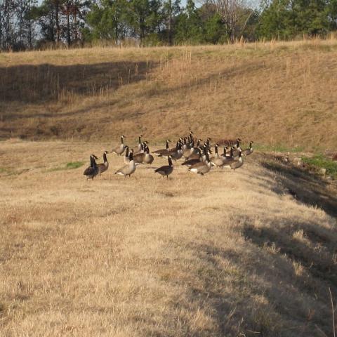 A group of geese in a field